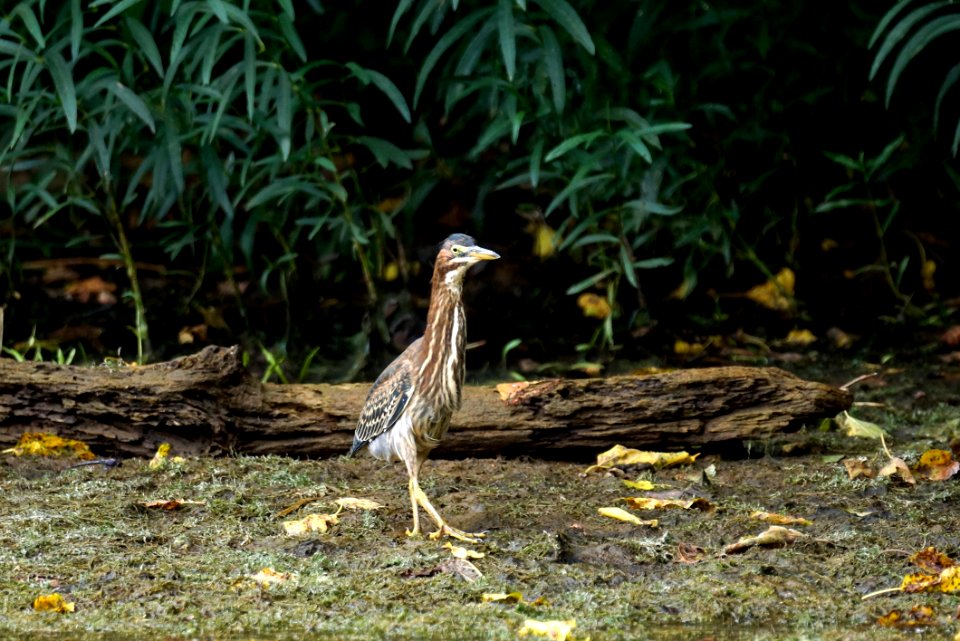 American Bittern (Botaurus lentiginosus)