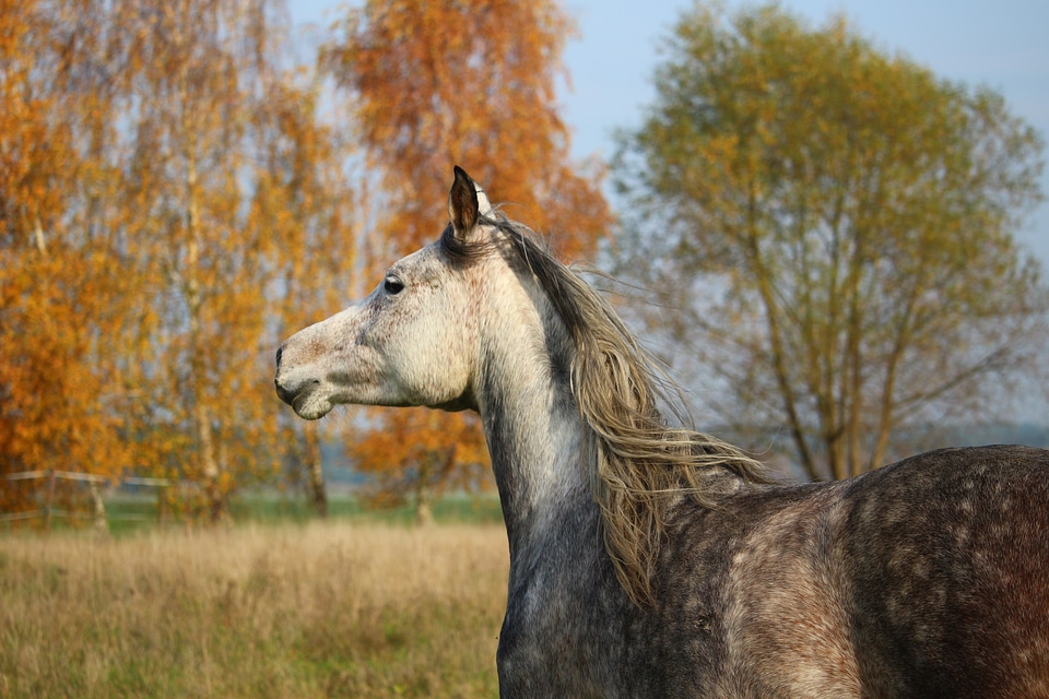 Horse head autumn mane