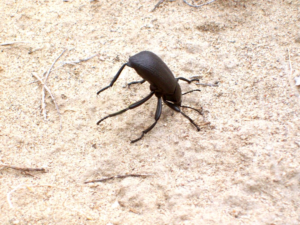 Circus Beetle Doing Headstand