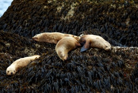 Steller Sea Lions photo