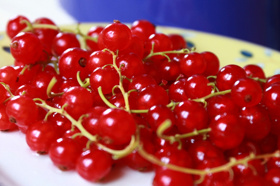 Red fruit berries red berries