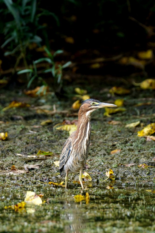 American Bittern (Botaurus lentiginosus)  Boyds Maryland