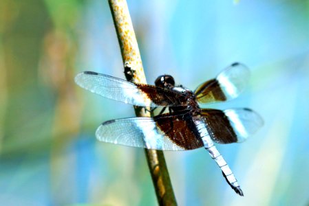 Widow Skimmer (Libellula luctuosa)
