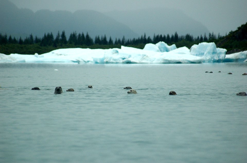 Harbor Seals Pederson 02