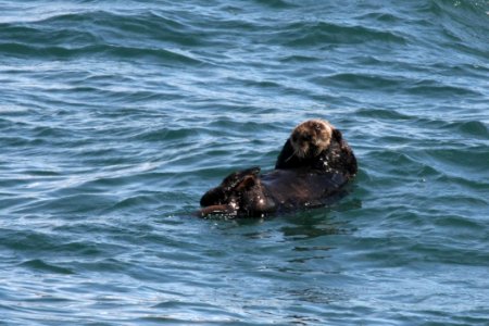Sea otter