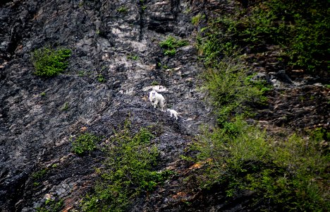 Mountain Goats