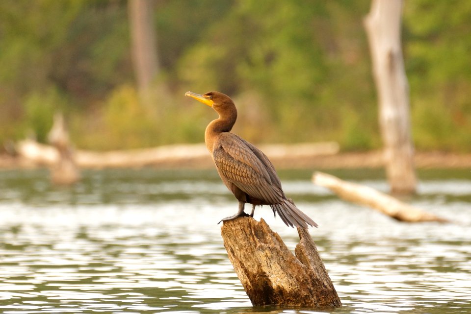 Double-crested Cormorant (Phalacrocorax auritus) - Black Hill Regional Park- Boyds Maryland