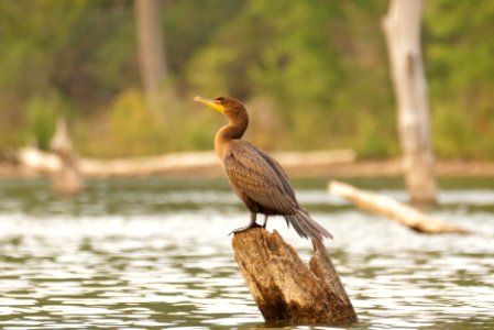 Double-crested Cormorant (Phalacrocorax auritus) - Black Hill Regional Park- Boyds Maryland