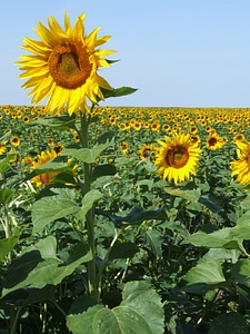 Yellow summer provence