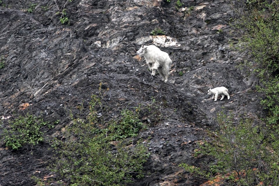 Mountain goats