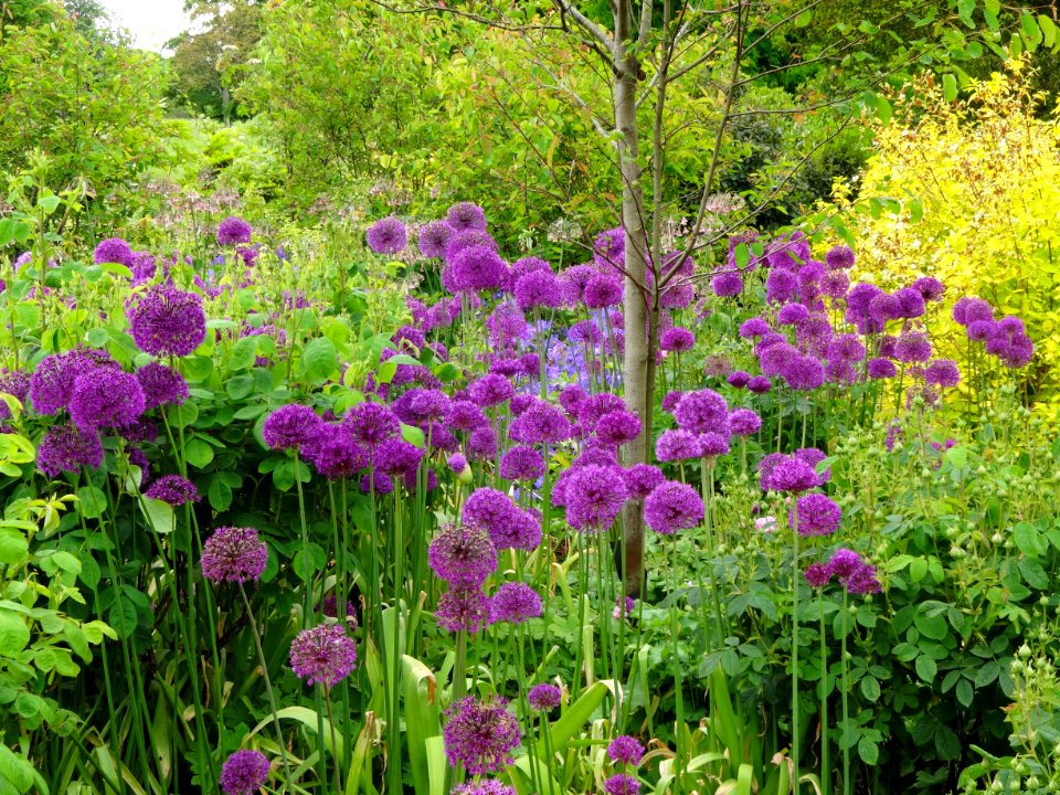 KINGSTON LACY GARDEN