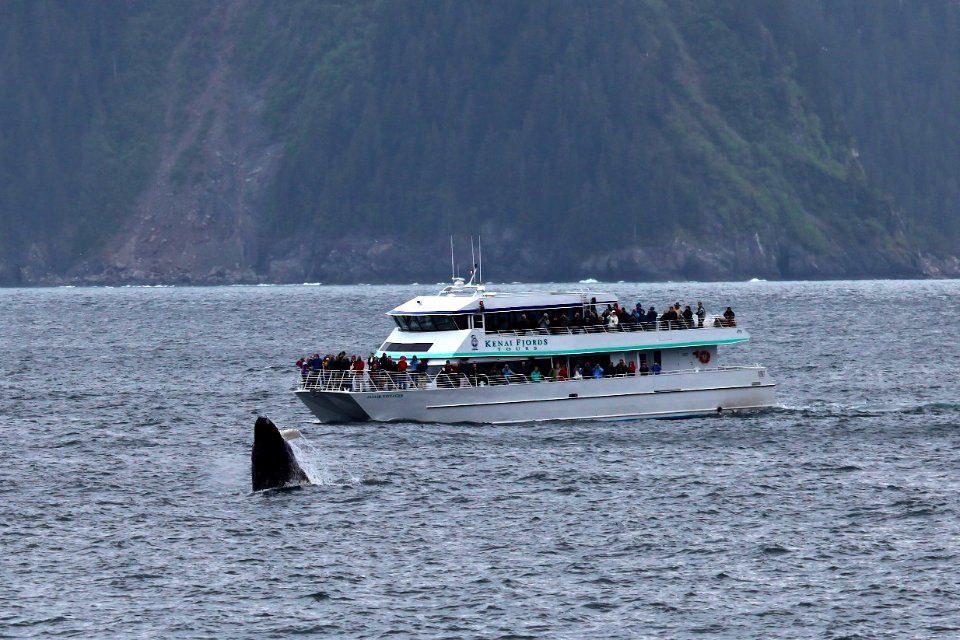 Humpback breaching