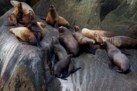 Steller sea lions photo