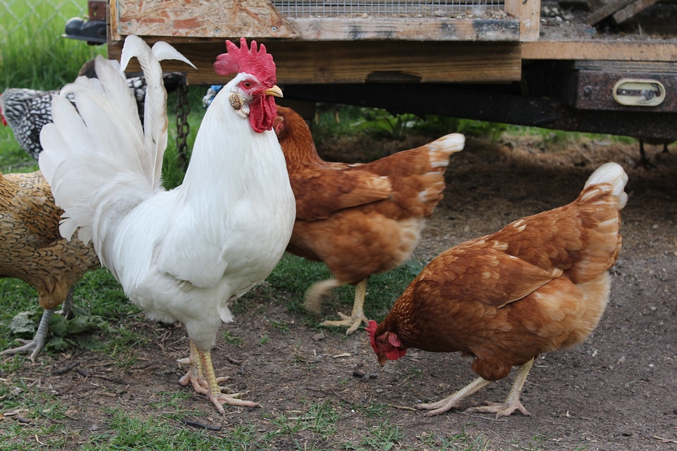 Peck farming fresh eggs