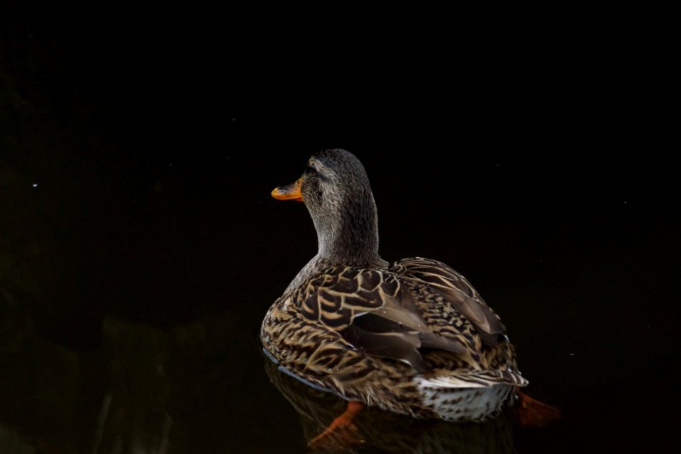 Lady Mallard
