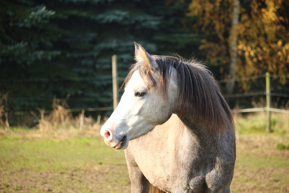 Horse head autumn mane