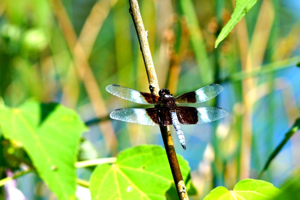 Widow Skimmer - Dragonfly