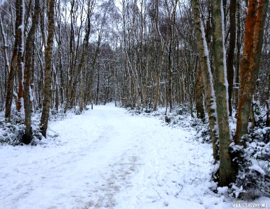 Southwood Winter Walk