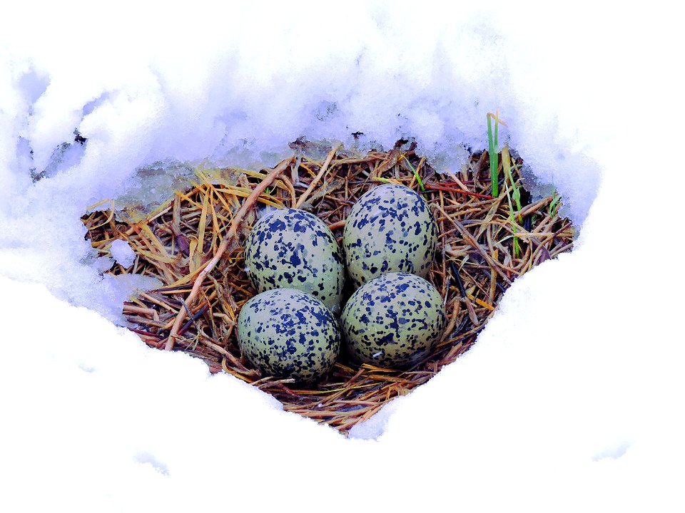 Avocet Eggs Surrounded by Snow, April