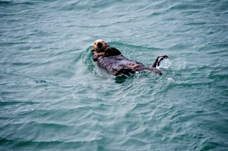 Sea Otter