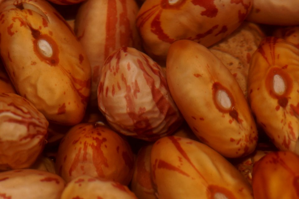 Roman Beans Soaked