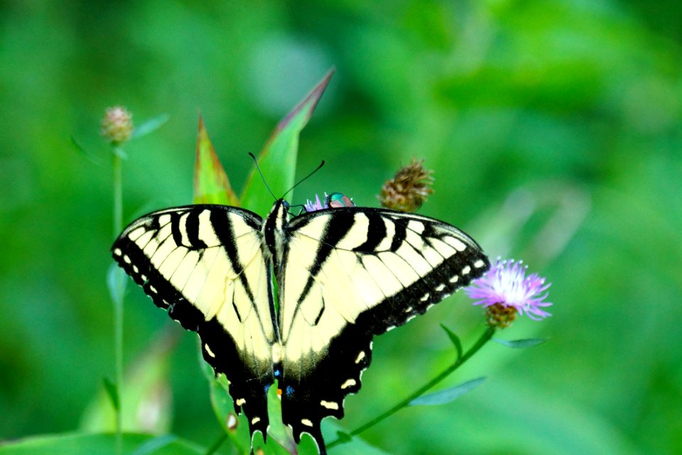 Swallowtail Butterfly