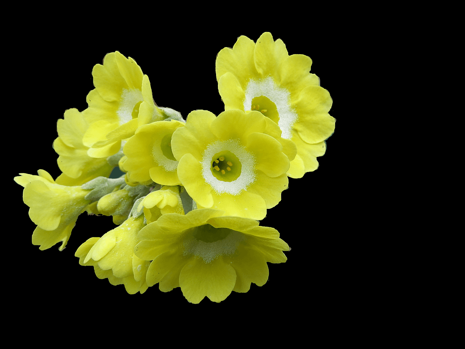 Nature yellow gardening