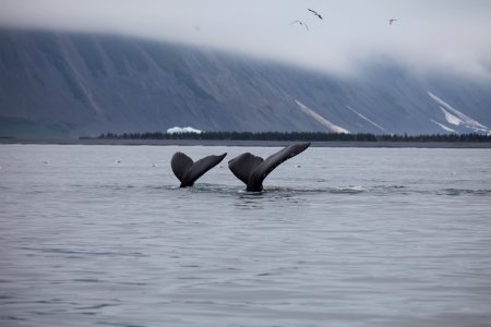 Humpback Whales