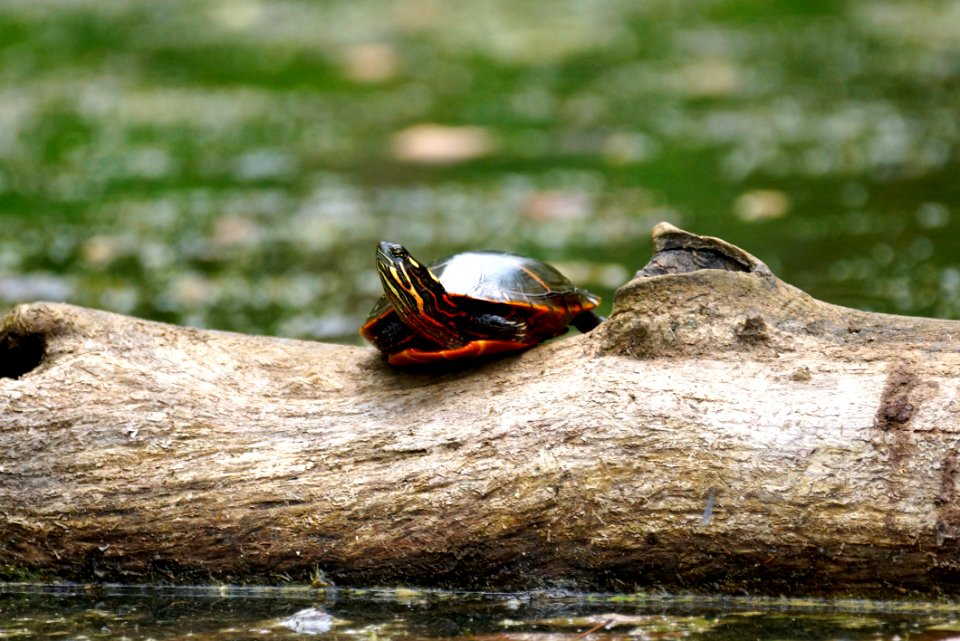 Northern Red-bellied Cooter - Basking Turtle- Black Hill Park  Boyds- Maryland