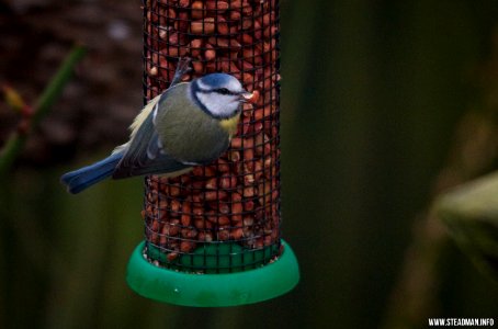Blue Tit