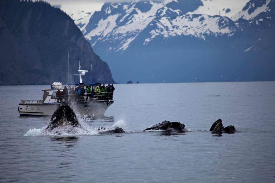 Humpback whales "bubble-net" feeding