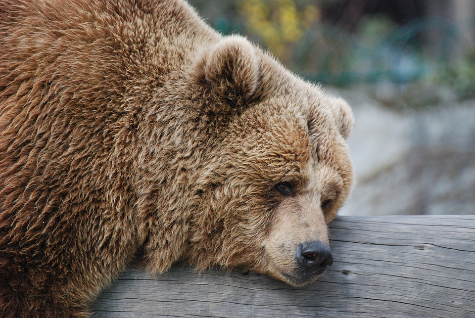 Bear rest zoo