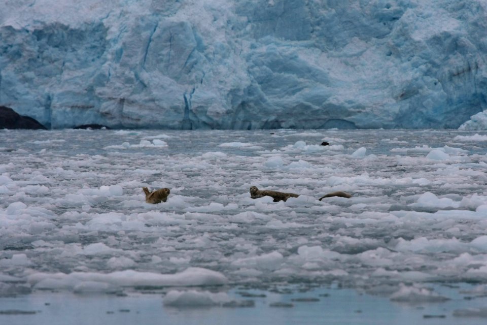 Harbor Seals Aialik Bay