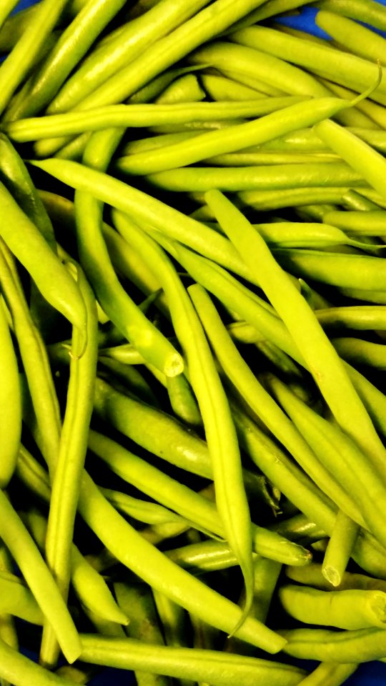 Fresh green beans for canning