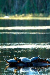 Overcrowding at Turtle Island - Gunners Lake Germantown MD