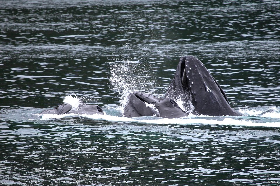 Humpback whales "bubble-net" feeding