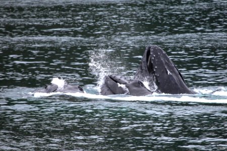 Humpback whales "bubble-net" feeding