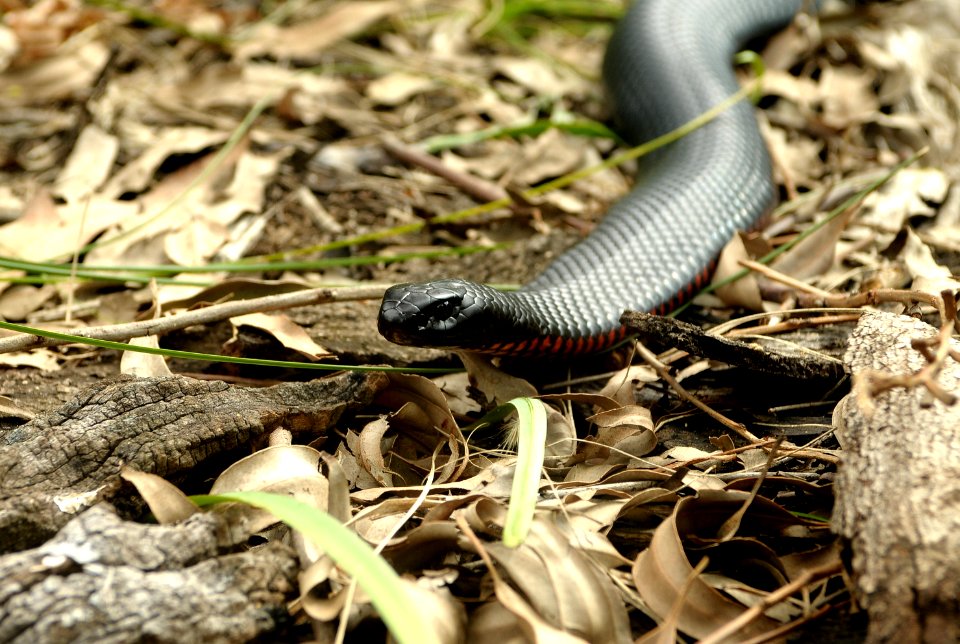 Close encounter of the black kind