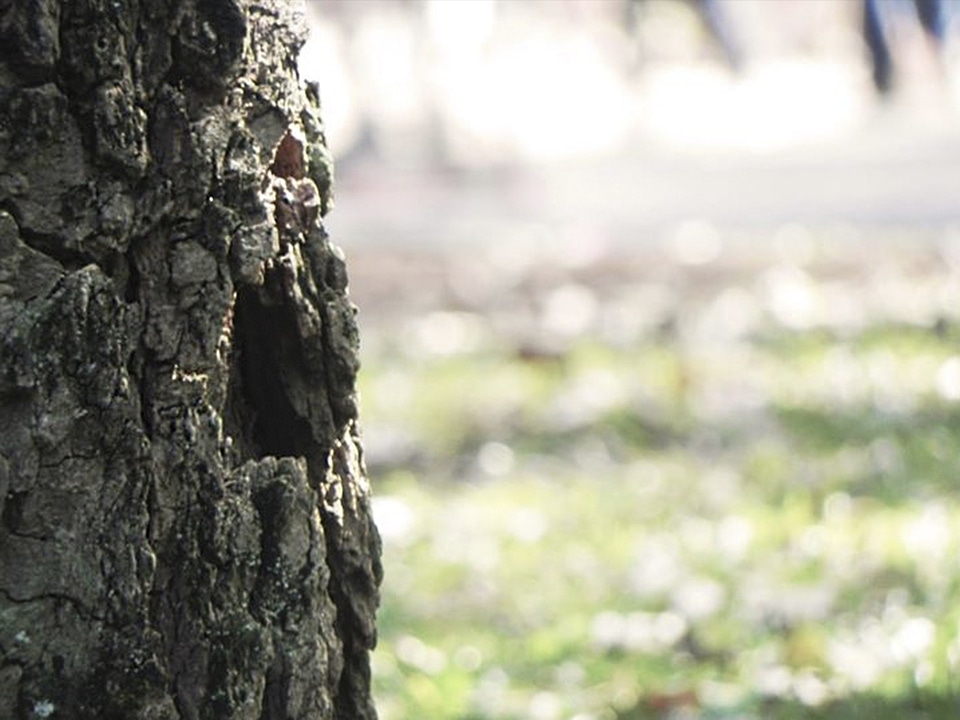 Nature background environment forest