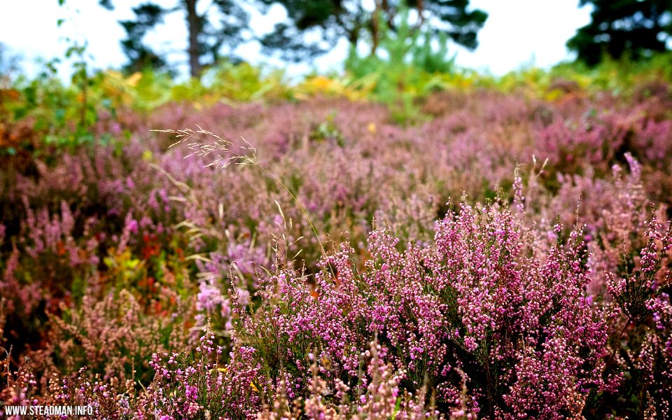 Devil's Punch Bowl - Heather