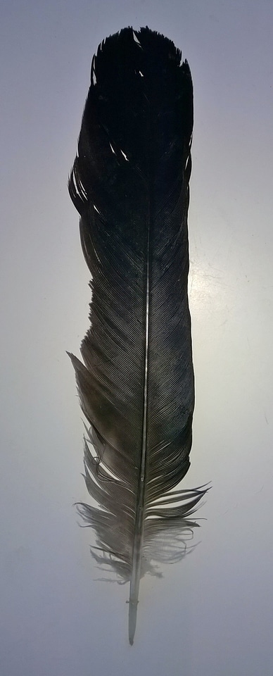 Feather black bird