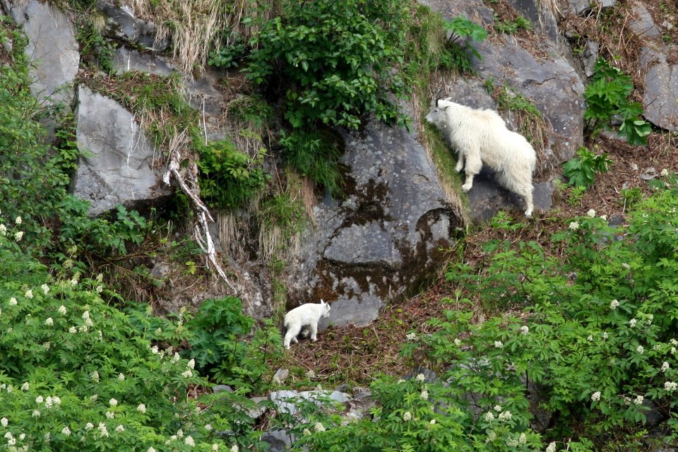 Mountain goats
