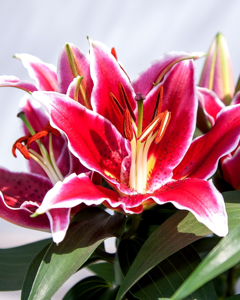 Flower blossomed plant