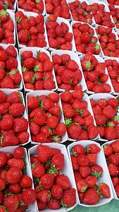 Red summer strawberry photo