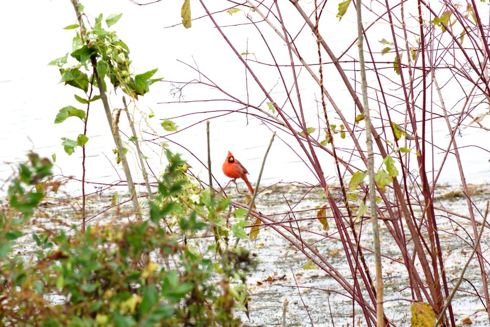 Gunners Lake Cardinal