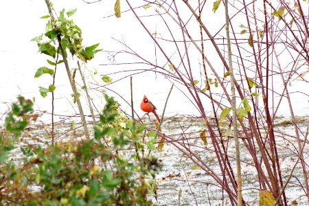 Gunners Lake Cardinal