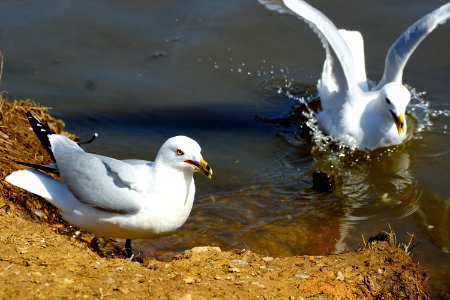 Gull Friend