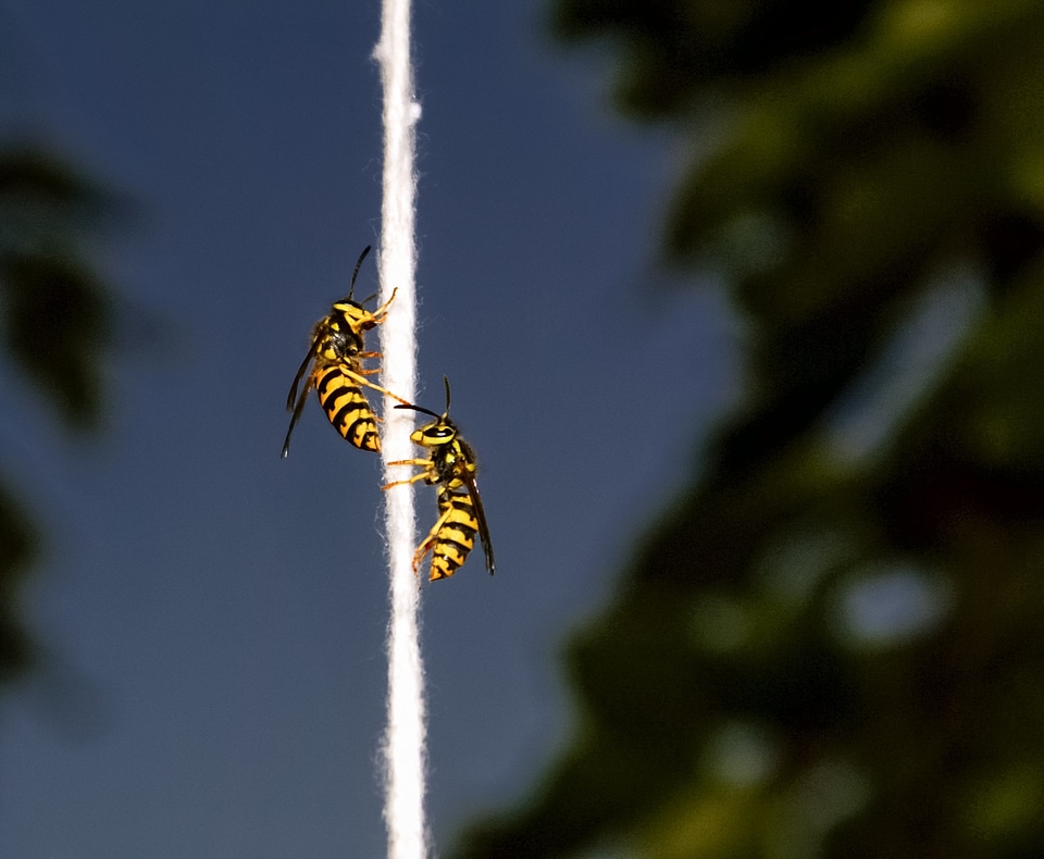 String nature yellow