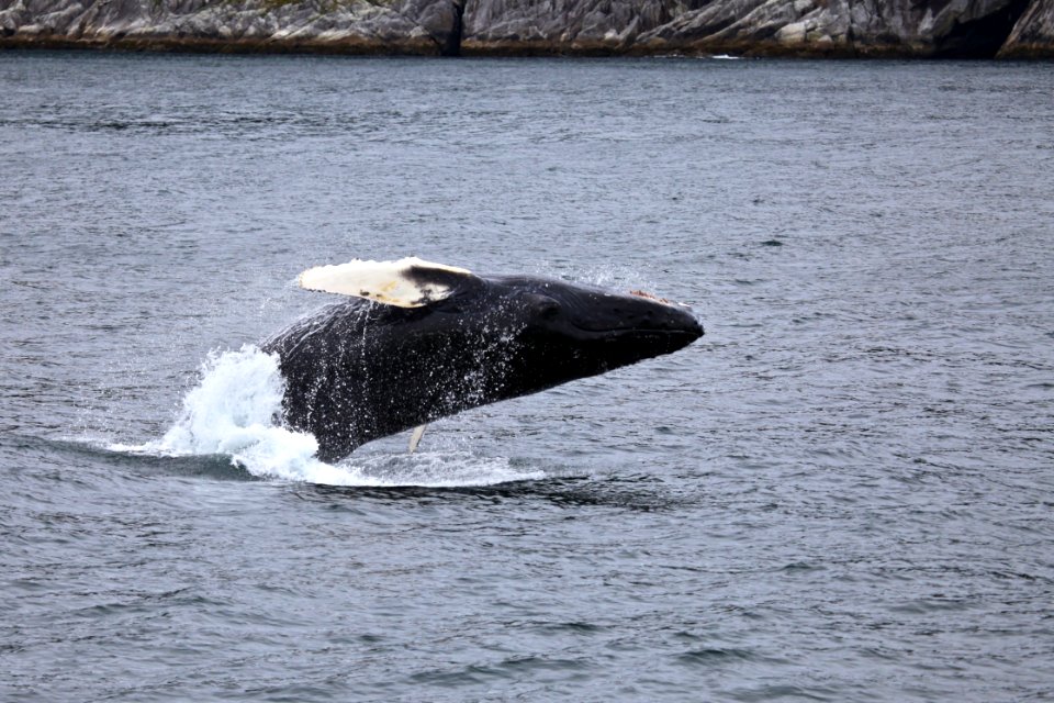 Humpback breaching