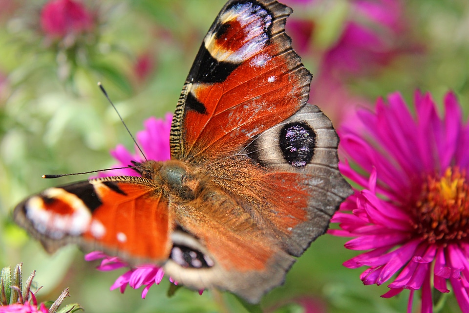 Summer wing close up